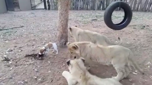 #EsViral El perrito que enfrenta a tres leones para defender su comida