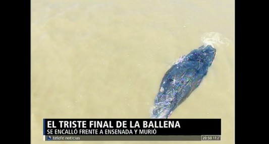 El triste final de la ballena