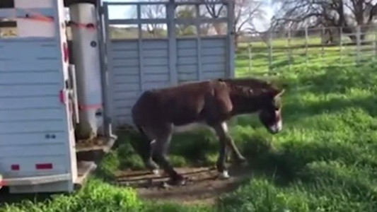 #EsViral cómo reaccionan los burros cuando ven pasto verde por primera vez