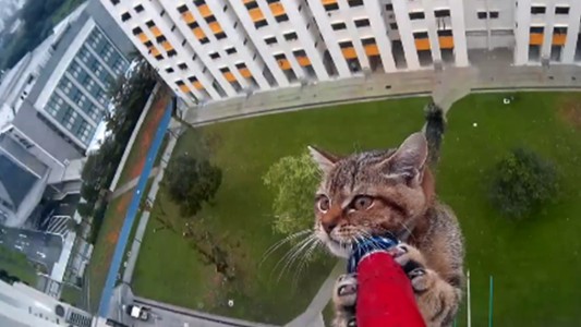 El dramático rescate de un gato atrapado en las alturas