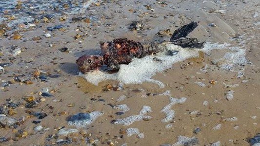 Video: un inglés asegura que halló una sirena, pero nadie le cree