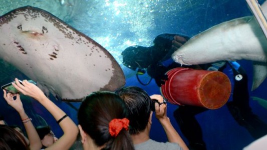 Una raya atacó a un buzo con su púa y lo mató