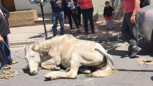 Conmoción en Salta por el maltrato al caballo Vicente