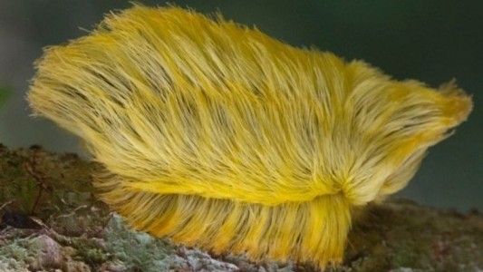 Descubren una oruga tóxica que se parece "al pelo de Donald Trump"