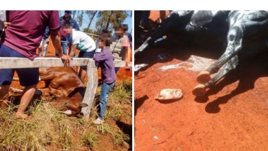 Murieron tres caballos en el hipódromo de Posadas y denuncian que les inyectaron estimulantes