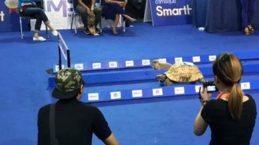 Video viral: recrearon en la vida real la fábula de la tortuga y la liebre