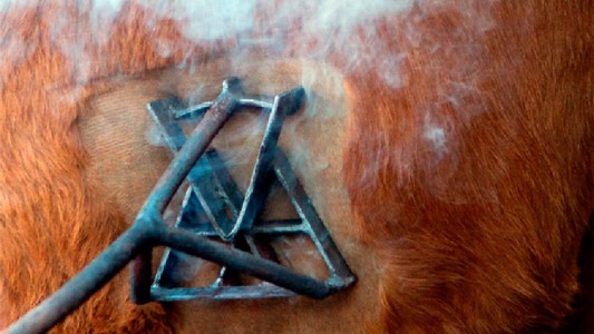 Para evitar las marcas a fuego, los caballos tendrán documento y chips de control