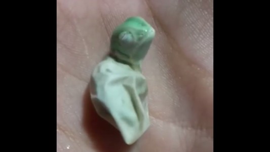 Video: el nacimiento de un camaleón asombra a más de 27 millones de personas