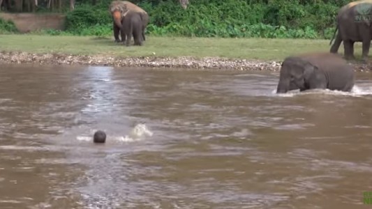 Video: un elefante se tiró al río para salvar a su cuidador
