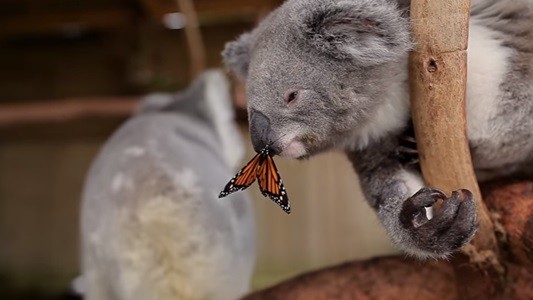 #EsViral La mariposa pegada en la nariz del koala