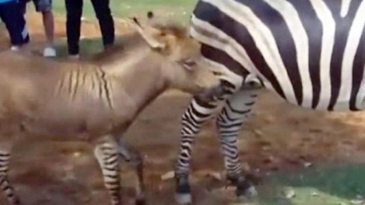 Sorpresa en un zoo chino: nació un híbrido mitad cebra y mitad burro
