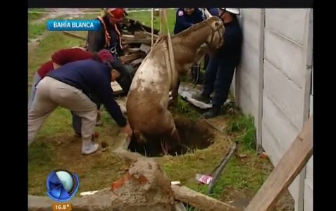 Un caballo cayó y quedó atrapado en un pozo mal tapado