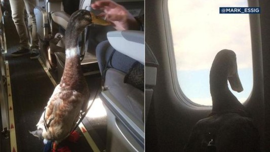 Donald, el pato que acompaña a una mujer en sus viajes en avión para evitar que sufra estrés