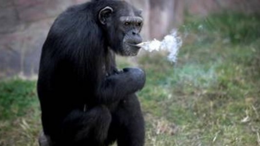 Polémica por la chimpancé que fuma un atado de cigarrillos por día
