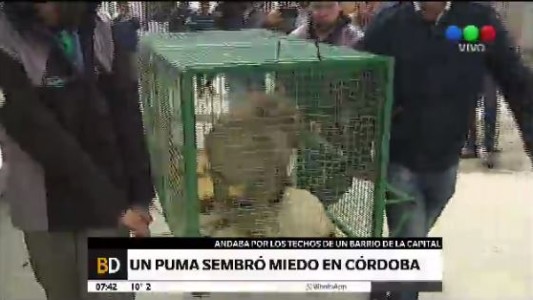 Un puma causó pánico en un barrio de Córdoba
