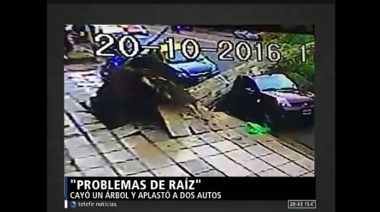 Árboles que se caen sobre autos, un problema de raíz