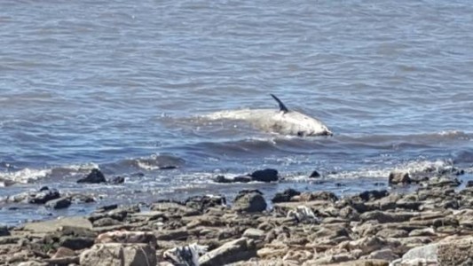 Hallaron una cría de ballena muerta en la costa de Vicente López