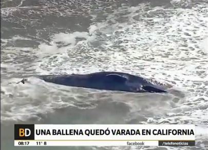 Una ballena quedó varada en California