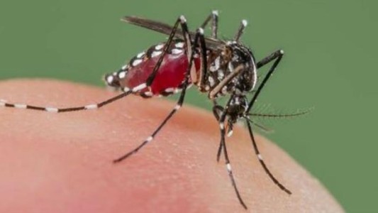 Detectaron dos casos de zika en Córdoba