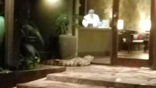 Encontraron un yacaré en la puerta de un hotel