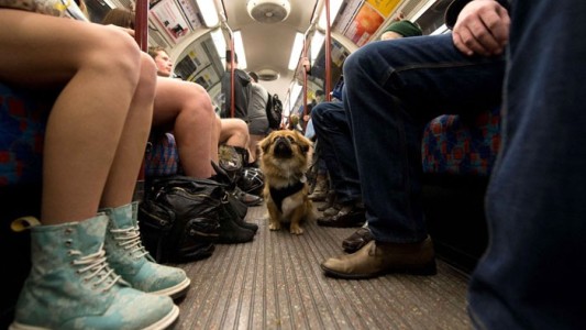 Presentaron en la Legislatura el proyecto que permite viajar con mascotas en el subte