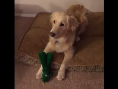 #EsViral la reacción del perro cuando ve su juguete preferido de tamaño grande
