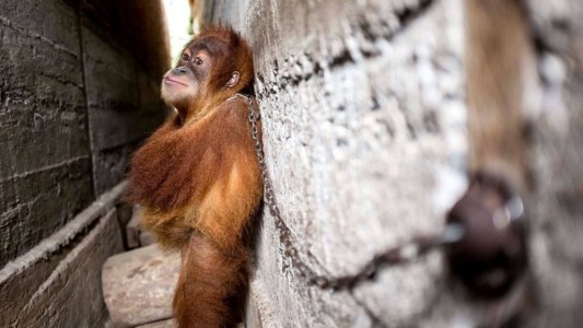 Rescataron a un orangután que pasó un año encadenado entre dos edificios
