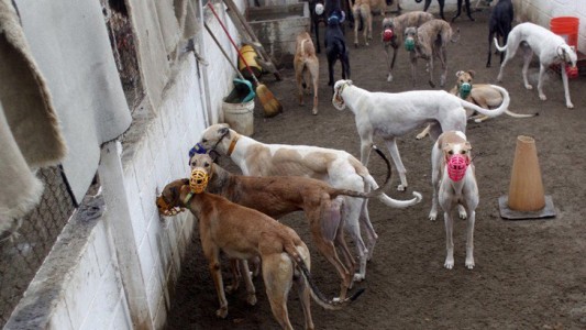 A poco de que se trate la ley, proteccionistas denuncian amenazas de galgueros