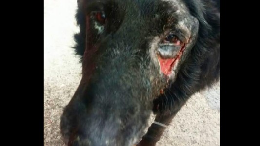 Denuncian maltrato y matanza de perros en zoonosis del municipio de Morón