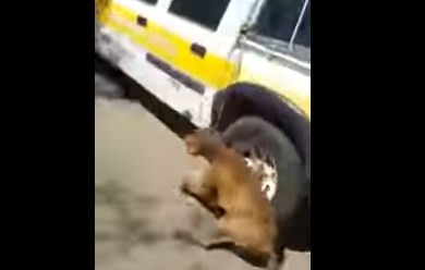 Video brutal: empleado municipal fue filmado arrastrando un perro con su camioneta