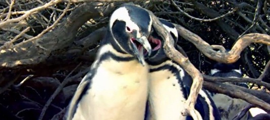 La brutal pelea entre dos pingüinos que se volvió viral