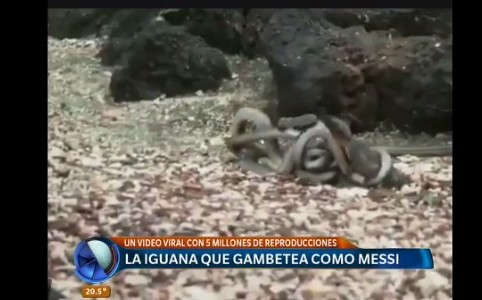 #EsViral La iguana bebé que escapa a la persecución de las serpientes