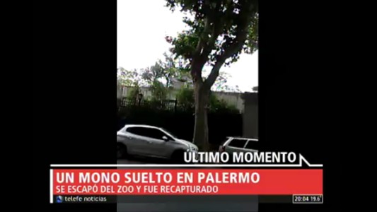Un mono suelto en Palermo
