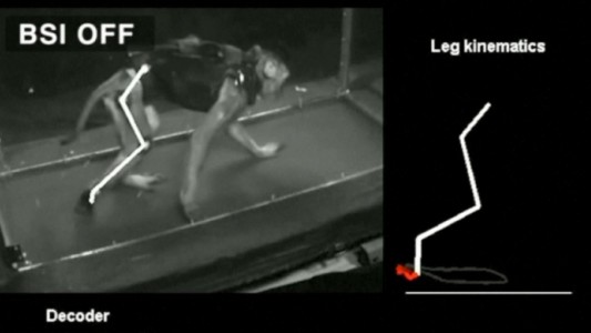 Implantan chip a monos con parálisis y vuelven a caminar