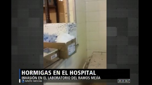 Hormigas en el hospital