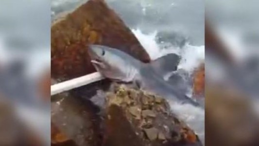 Sorpresa por la aparición de un tiburón en la costa de Mar del Plata