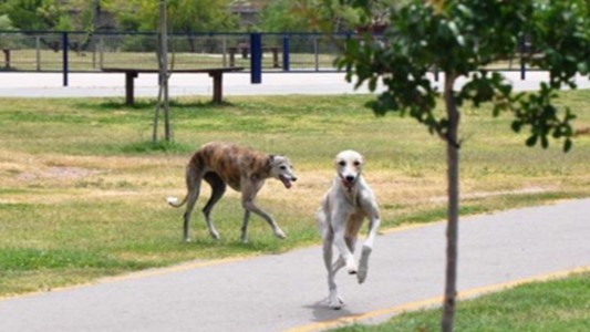 "Rosita y Rubio": la emotiva historia sobre el rescate de dos galgos