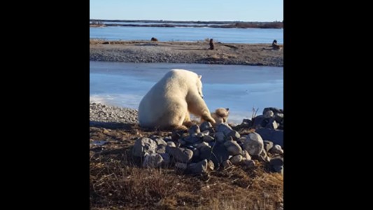 El sangriento final poco feliz del video del oso polar que acariciaba al perro