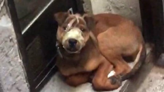 Indignación: le puso cinta de embalar al perro en el hocico para que deje de ladrar