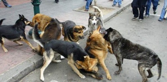 Niño de 4 años fue atacado por una jauría y le dieron 75 puntos de sutura