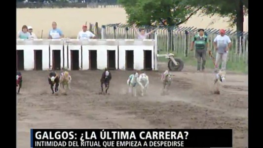 Galgos: ¿la última carrera?
