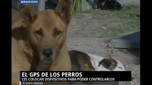 El GPS de los perros
