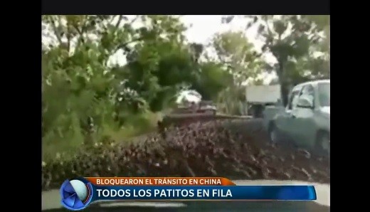Video: unos 20 mil patos bloquearon el tránsito en China