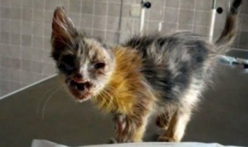 La historia de la nena de 7 años que salvó a este gatito de morir en un basurero