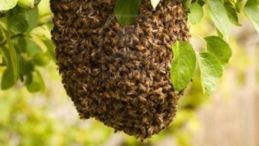 Tucumán: dos personas murieron atacadas por un enjambre de abejas