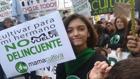 Diputados dio media sanción al uso medicinal del aceite de marihuana