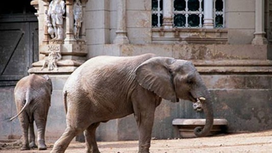 Tres elefantes del zoo porteño tienen abogados