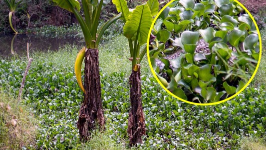 La foto que demuestra que una mujer estuvo a metros de la muerte
