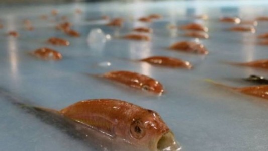 Un parque temático se disculpa por congelar 5.000 peces para una exposición