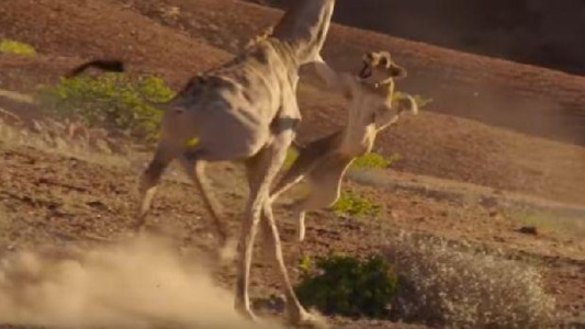 Video salvaje: así enfrentó una jirafa a dos leonas que intentaban cazarla